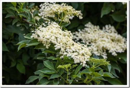 White elder flower clusters on dark green leaves in garden. Beautiful White elderberry flowers. Black sambucus white blooms. Nature blossom Sambucus ebulus background.