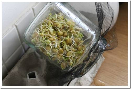 Profile side view of lentils sprouts inside a glass jar placed at a 45 degrees angle on an eggs carton, allowing the water to drain out of the jar through the tulle. Rustic germinating on wood surface