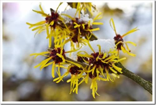 Snow covered Hamamelis mollis - Witch-hazel blossoms in winter