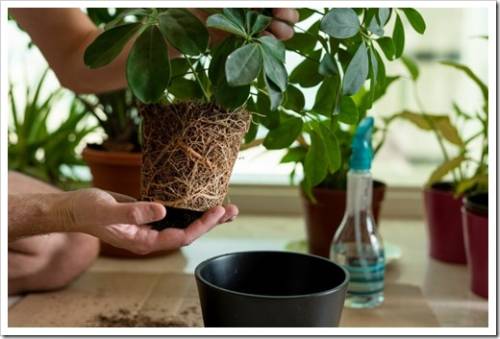 Man holds house plant Schefflera root ball and inspect it before placing it into the bigger pot