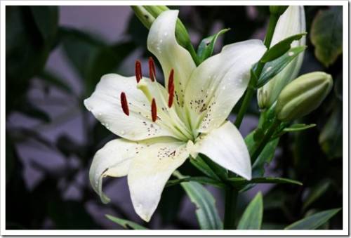 Lily, Lily at the cottage in the garden, .Close-up. white lilies.