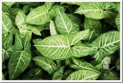 Syngonium podophyllum, a tropical plant in Thailand. Beautiful green background in the tropical garden of Syngonium podophyllum leaves, top view.