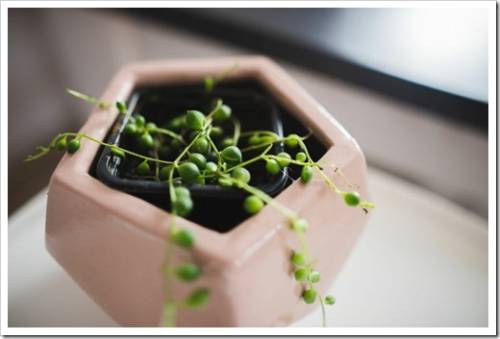 little Senecio rowleyanus plant in a pink pot