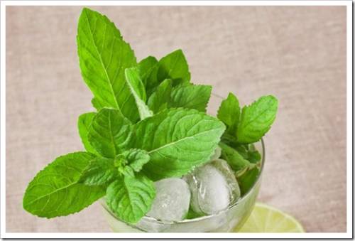 Cocktail mojito with mint leaf and lemon