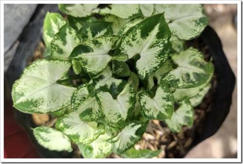 Photo decorative plant spesies syngonium pixie with bokeh background