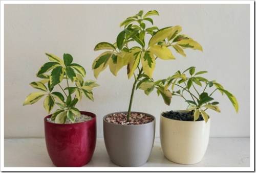 Schefflera plants or umbrella trees potted in a colorful and decorative pots with white background