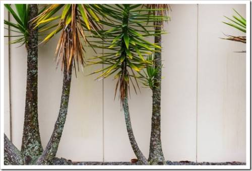 Yucca trees with green and brown leaves against a creamy textured wall