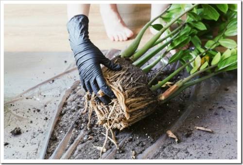 Woman is gardening. Displanting zamioculcas