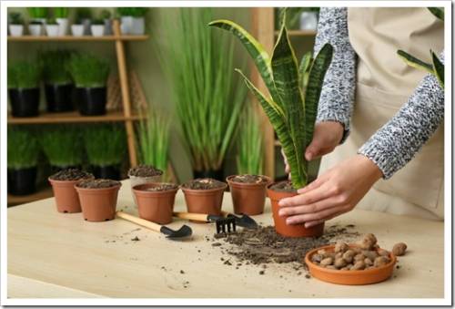 Woman setting out plant in pot at wooden table