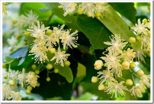 Linden yellow blossom of Tilia cordata tree (small-leaved lime, little leaf linden flowers or small-leaved linden bloom ), banner close up. Botany blooming trees with white flowers.