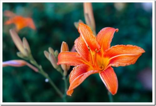 Colorful flowers lilies or hemerocallis in summertime. Blossoming hemerocallis in orchard. Lilies and buds of soft focus. Nature wallpaper blurry background. Game of color. 
