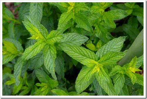 Grass peppermint Mentha piperita close up 