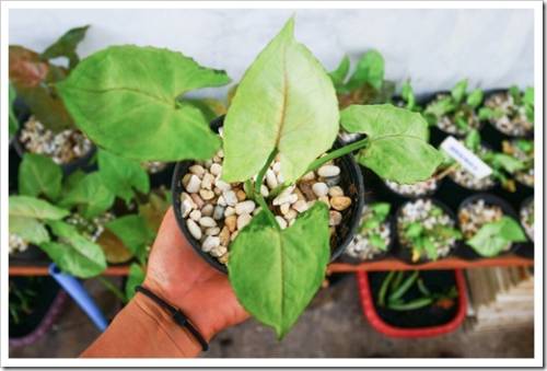 Syngonium podophyllum     or Syngonium ,Albo-virens