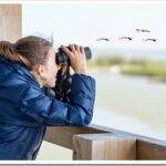 Наблюдение за птицами: советы новичкам
