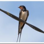 Деревенская ласточка: описание птицы и как она поет