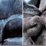Как отличить натуральную шубу от искусственной