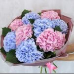 Цветы гортензия — как ухаживать за букетом