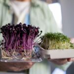 Хотите вырастить свою зелень к Новому году? Посадите эту быстрорастущую микрозелень сейчас и сделайте ваши праздничные блюда незабываемыми